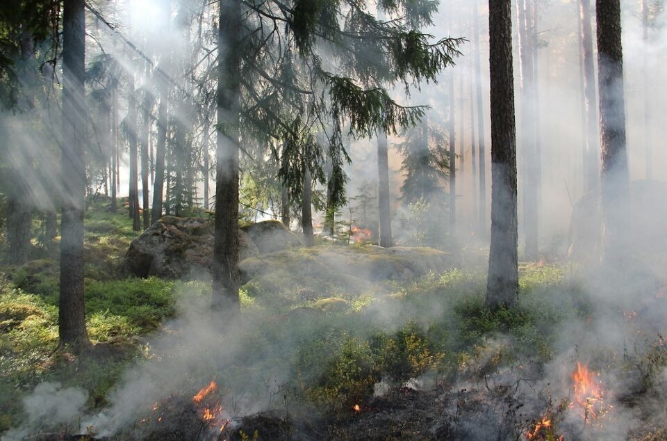 За прошедшие сутки в Томской области потушили три лесных пожара
