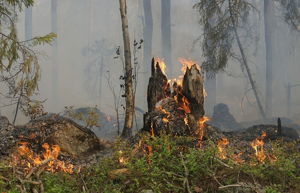 Площадь лесных пожаров в Томской области сократилась в два раза