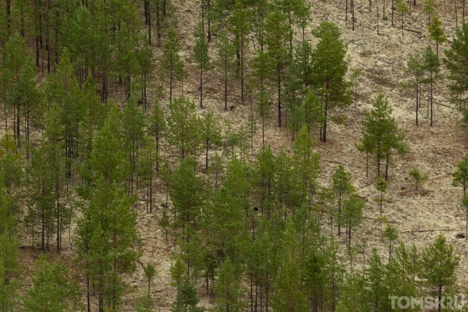 В Томской области незаконно вырубили десять гектаров леса