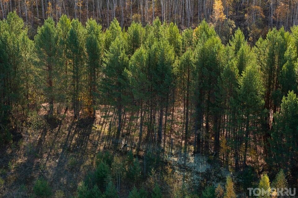 19 случаев незаконной вырубке леса было пресечено в Томской области в ноябре