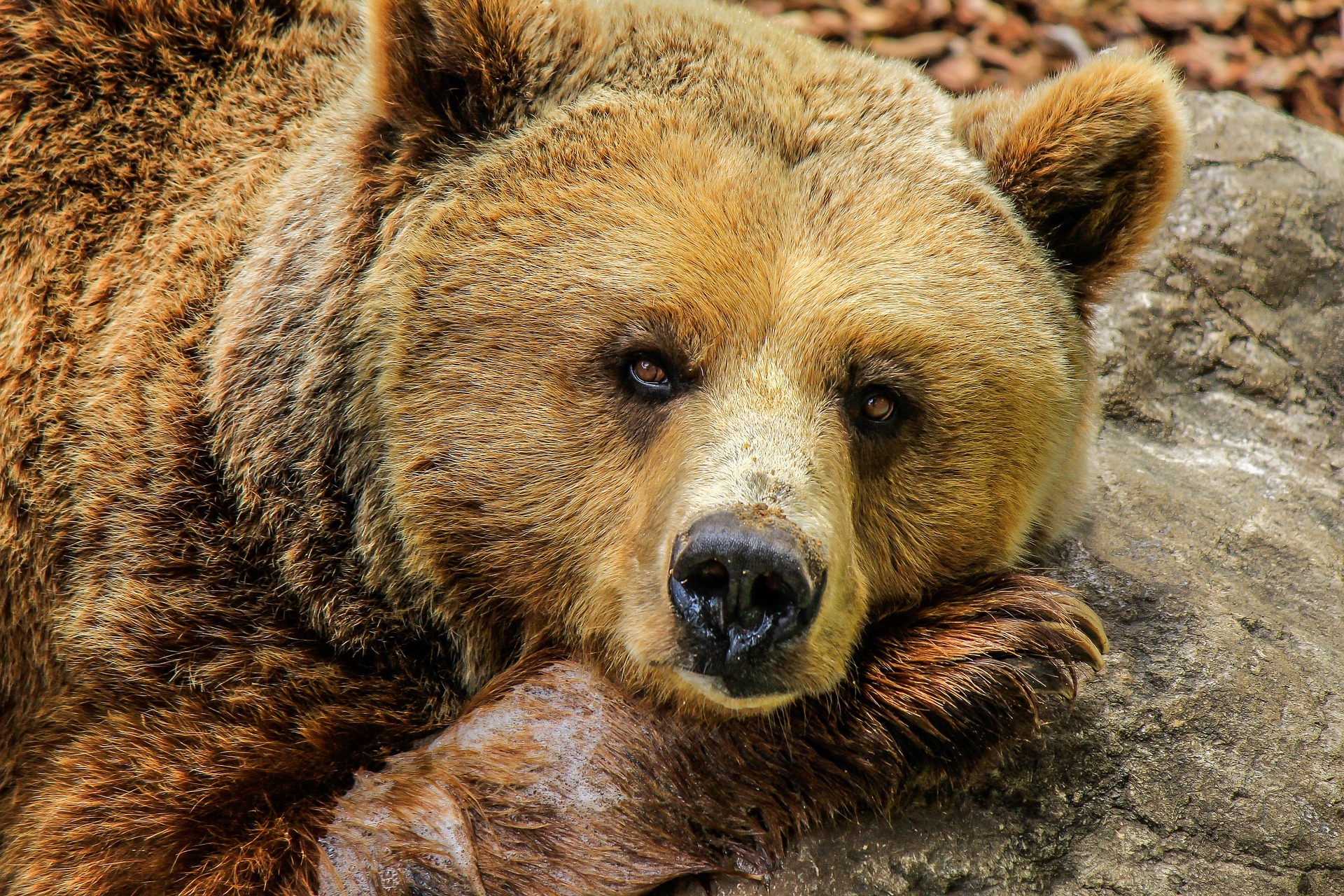Не спячка, а зимний сон: четыре любопытных факта о медведях