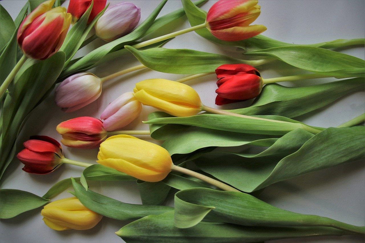 С 8 марта тюльпаны