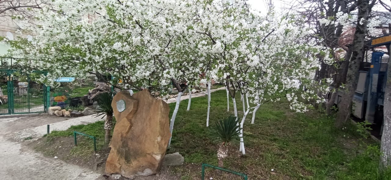 Томского героя нашли: тайна посадки вишневого сада раскрыта