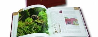 В Томске появился большой иллюстрированный словарь о кедре