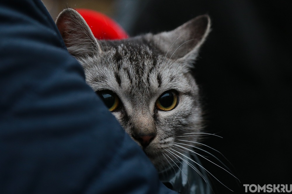 Томские коты и их социальные сети: 7 питомцев с активной жизнью 