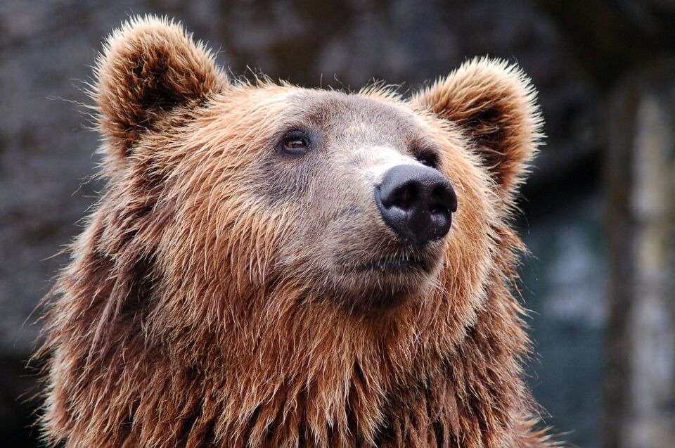 В районе Лагерного сада томские полицейские поймали медвежонка 