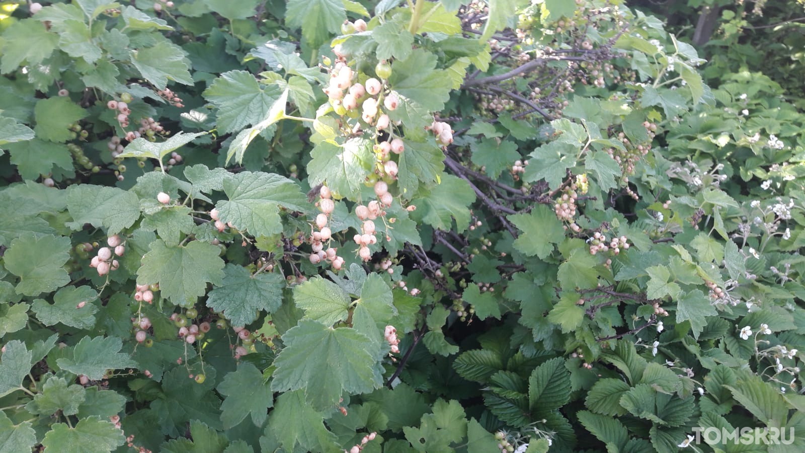 Пропал урожай ягодных культур: томские дачники оценивают последствия ночных заморозков в июне
