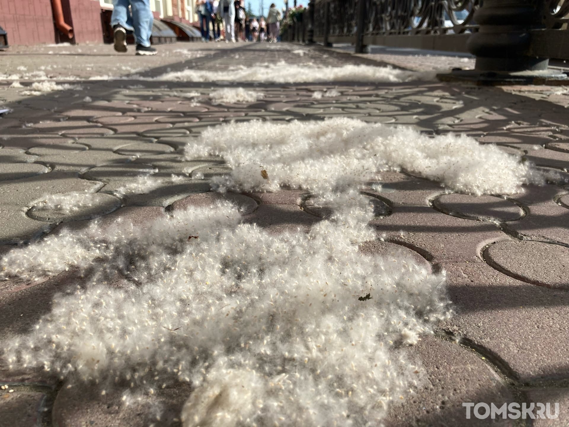 Фото тополиный пух в городе