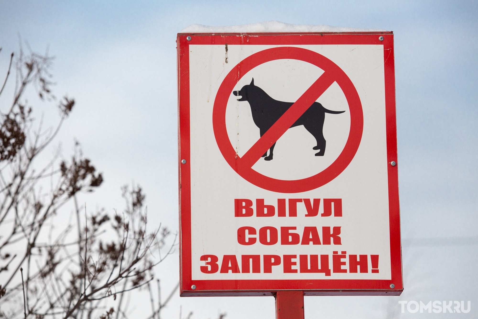 В Томской области могут ввести запрет на самовыгул домашних животных 