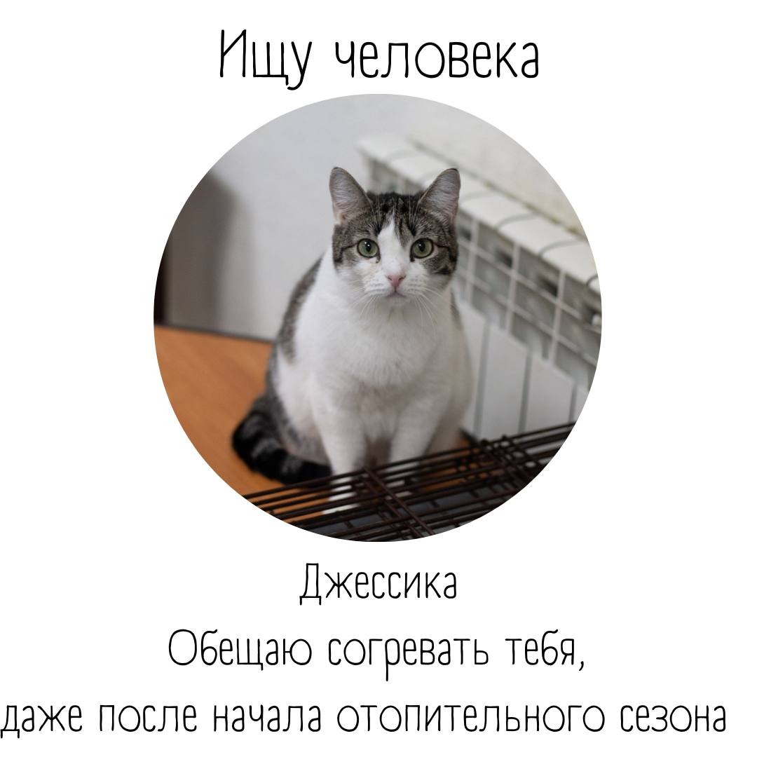 Лучшие друзья — бесплатно: подопечные приюта «Тотошка» ищут новый дом |  28.06.2022 | Томск - БезФормата