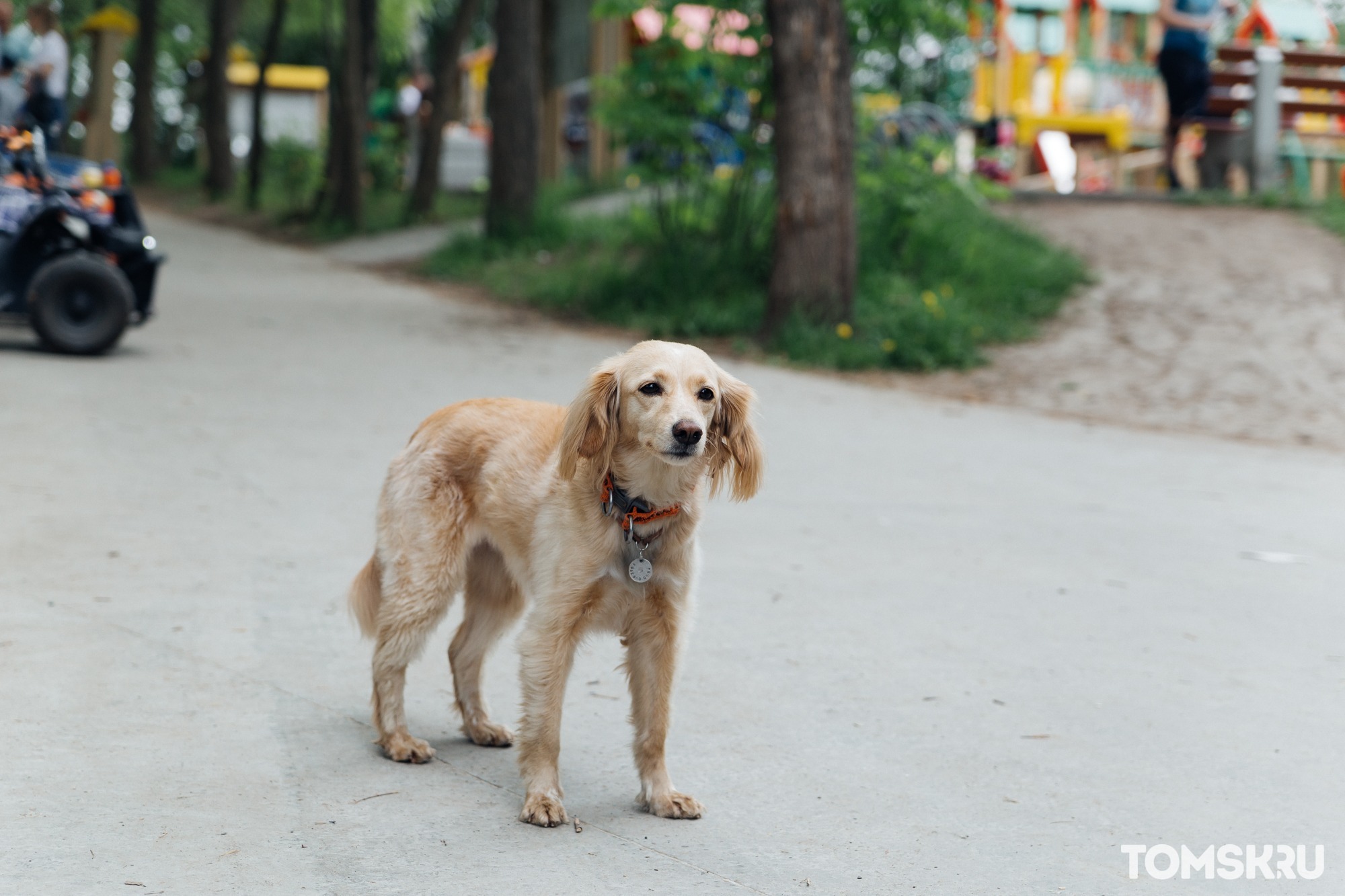 Лето в городе: как уберечь лапы собаки от раскаленного асфальта 