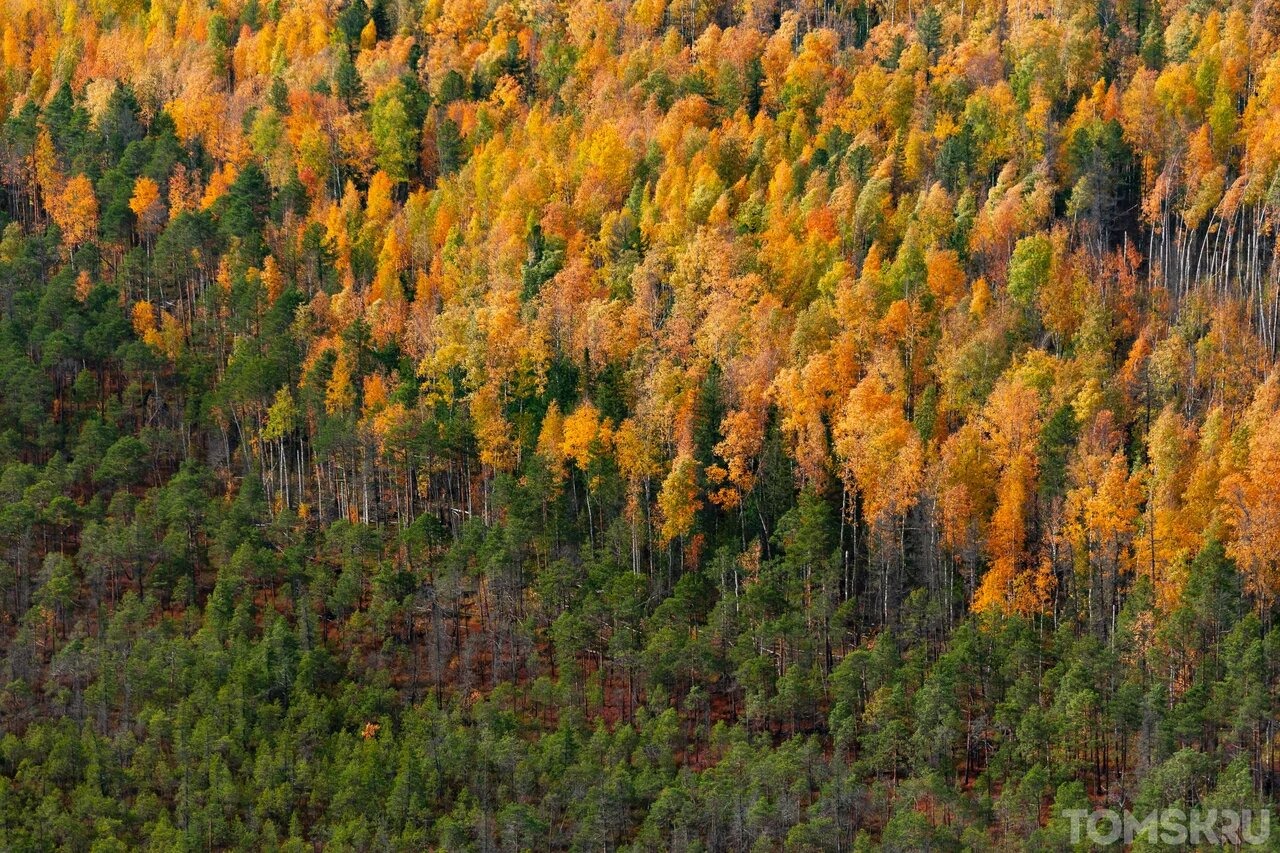 Новые лесные пожары охватили территорию Томской области