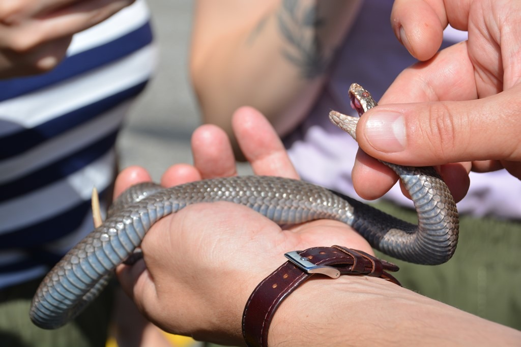 Обычно змеи ведут себя разумнее людей: ученые ТГУ рассказали, что делать при встрече с гадюкой 