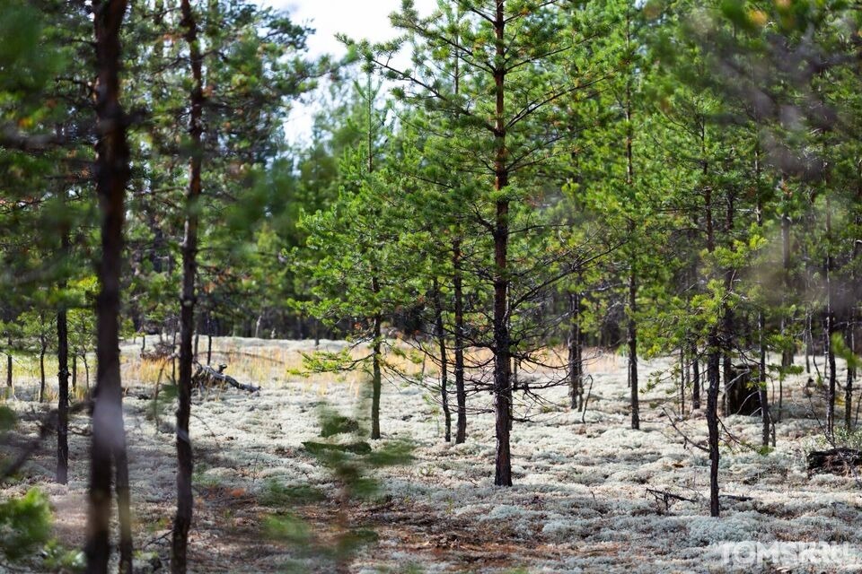 Лесозаготовитель должен заплатить почти 4 млн рублей за вырубку деревьев в Томском районе