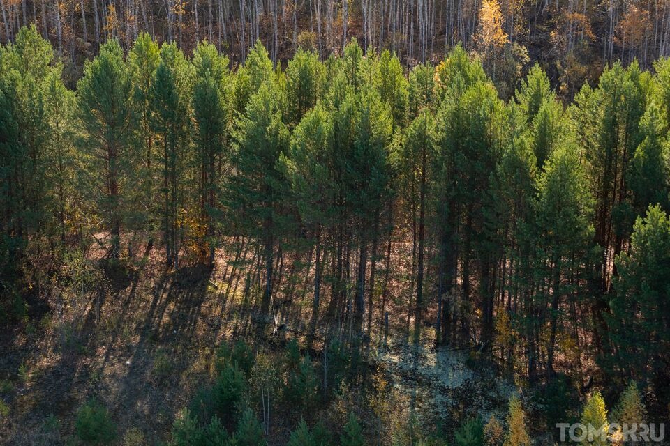 В Томском районе инспекторы лесной охраны задержали «черного лесоруба»