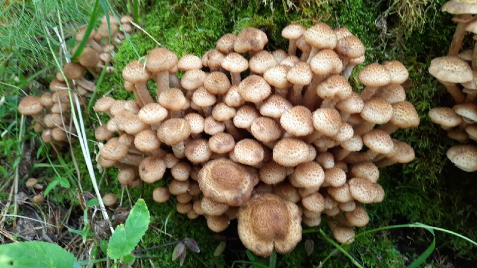 Опята пошли: томичи ринулись в лес за любимыми грибами