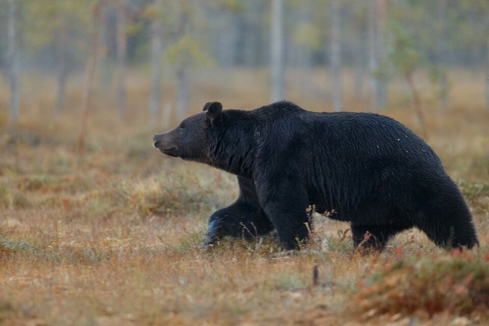 Чаще всего медведи выходили к людям в Александровском и Томском районах 