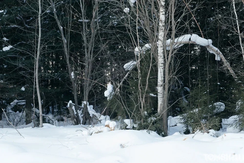 Рабочий погиб при лесозаготовке на севере Томской области