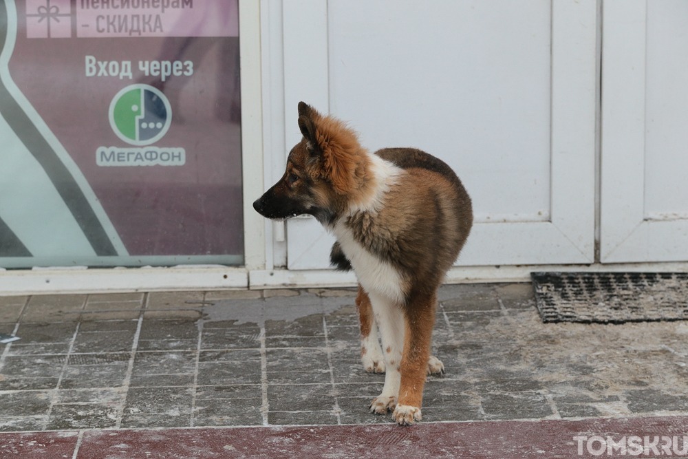 Книжная ярмарка в пользу бездомных животных пройдет в Томске
