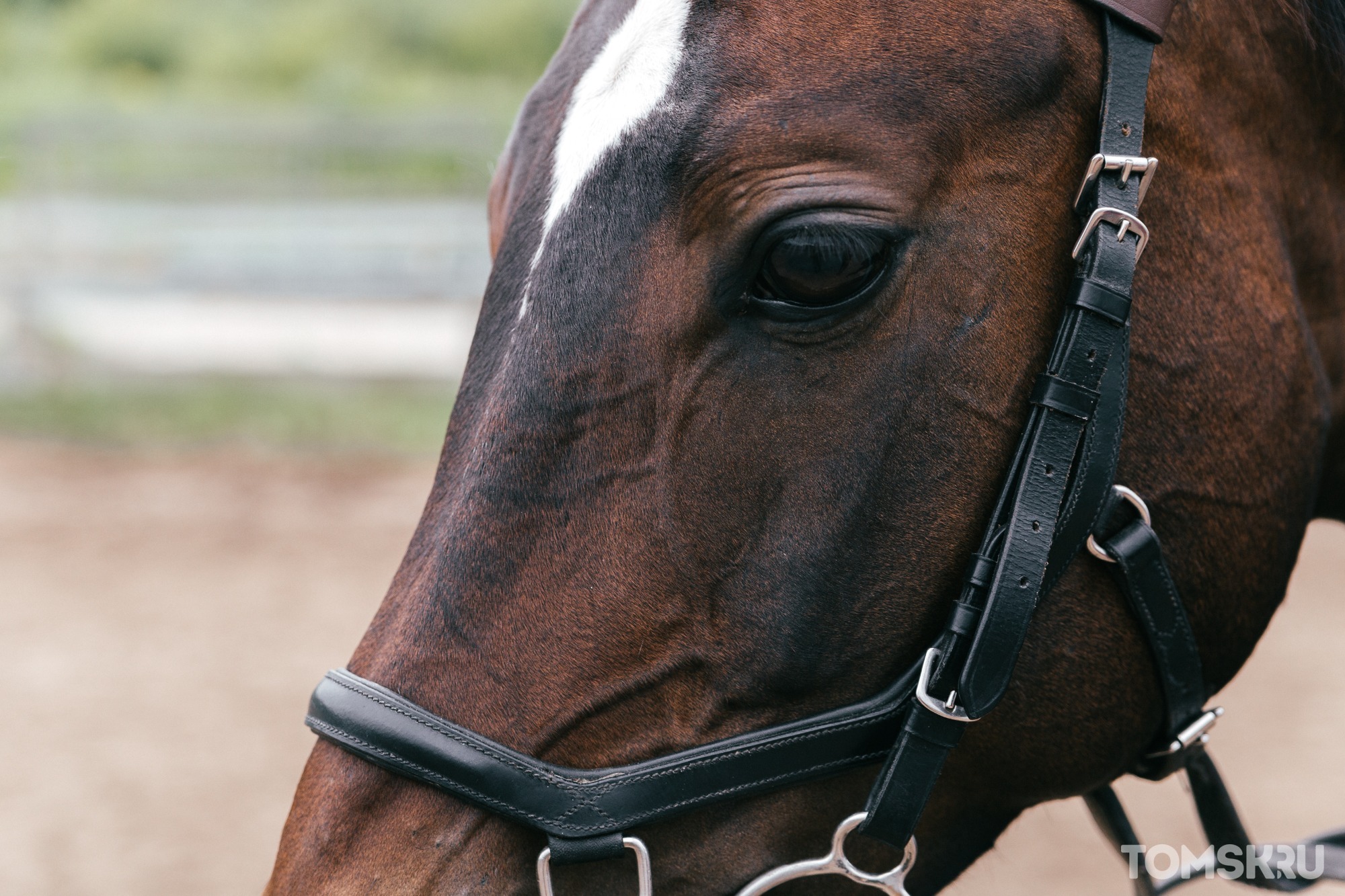 Убить нельзя, спасать: зоозащитница из Томска помогает лошадям с частной бойни