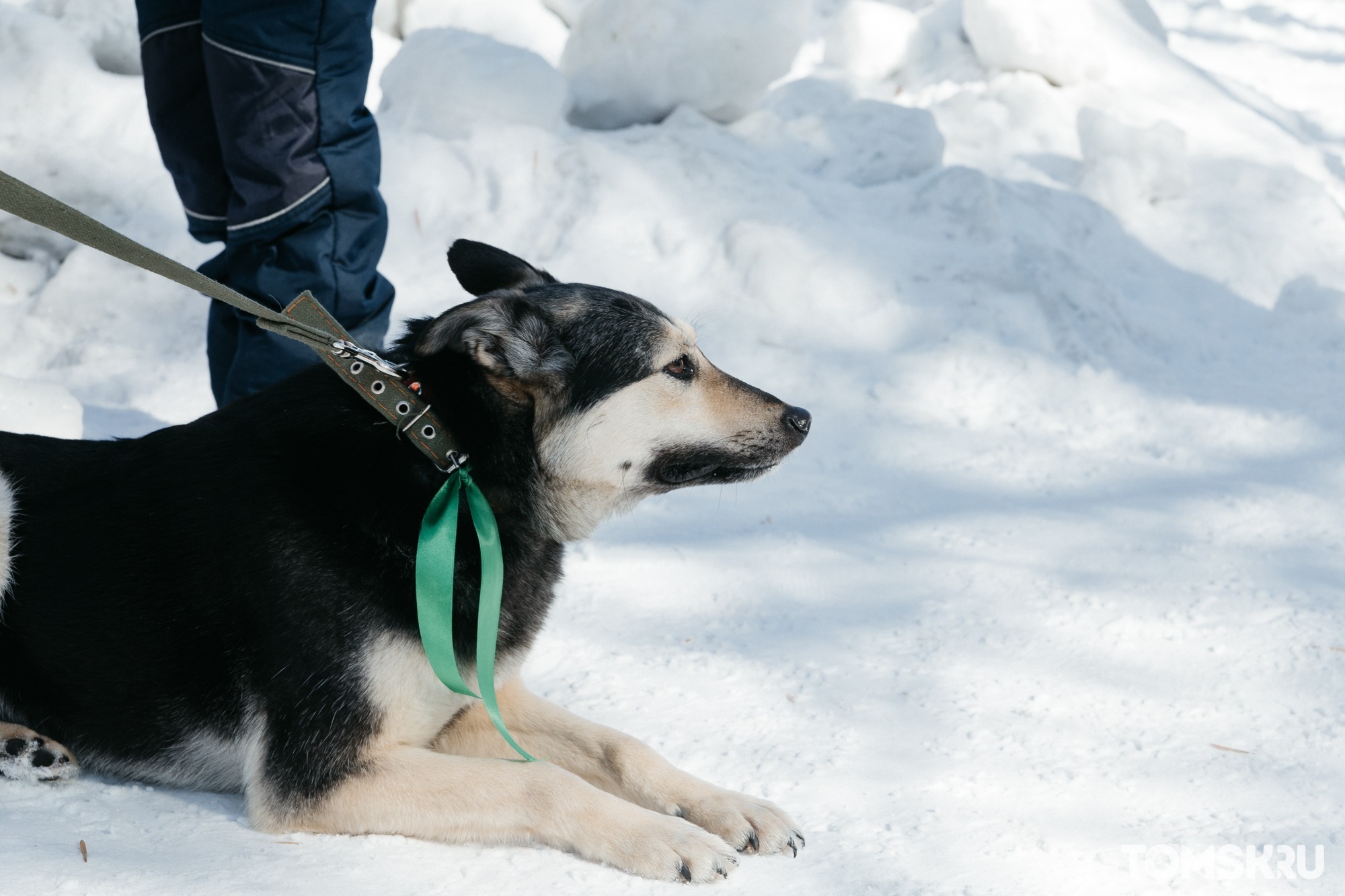Помочь животным и получить скидку на бургер: в Томске пройдет благотворительный вечер в поддержку бездомных собак
