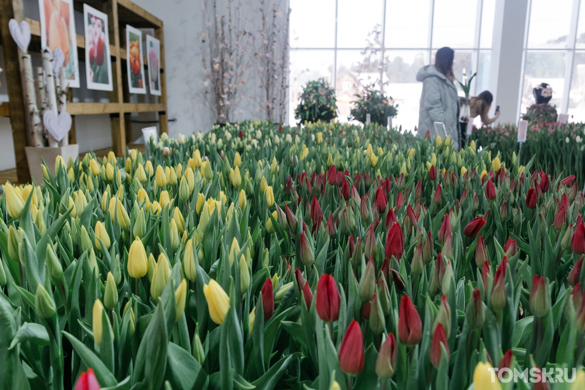 «Поцелуй весны»: в поселке Трубачево открылась выставка живых тюльпанов