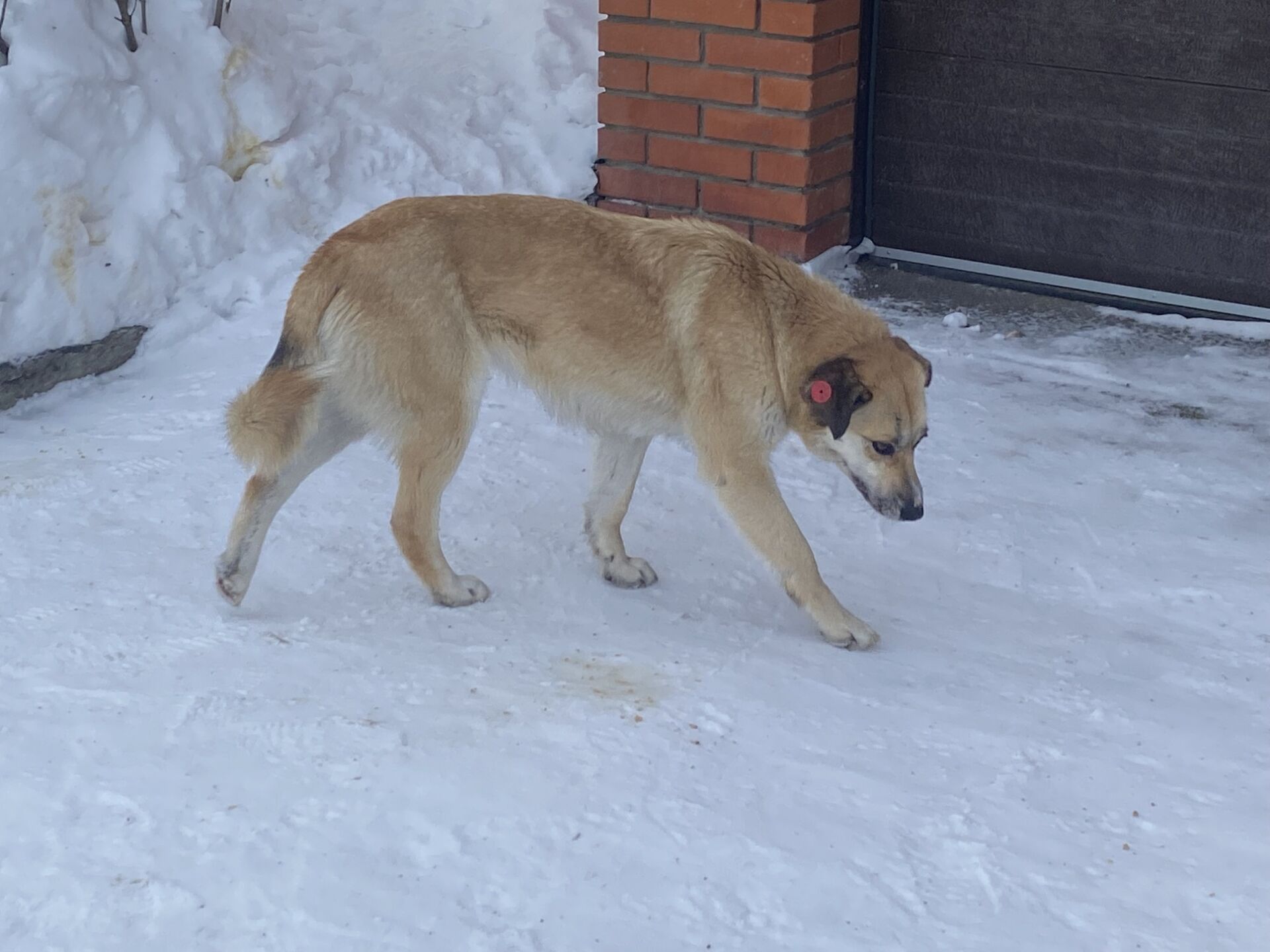 Он все в лес смотрит»: кормить или нет бездомных собак | 02.03.2023 | Томск  - БезФормата