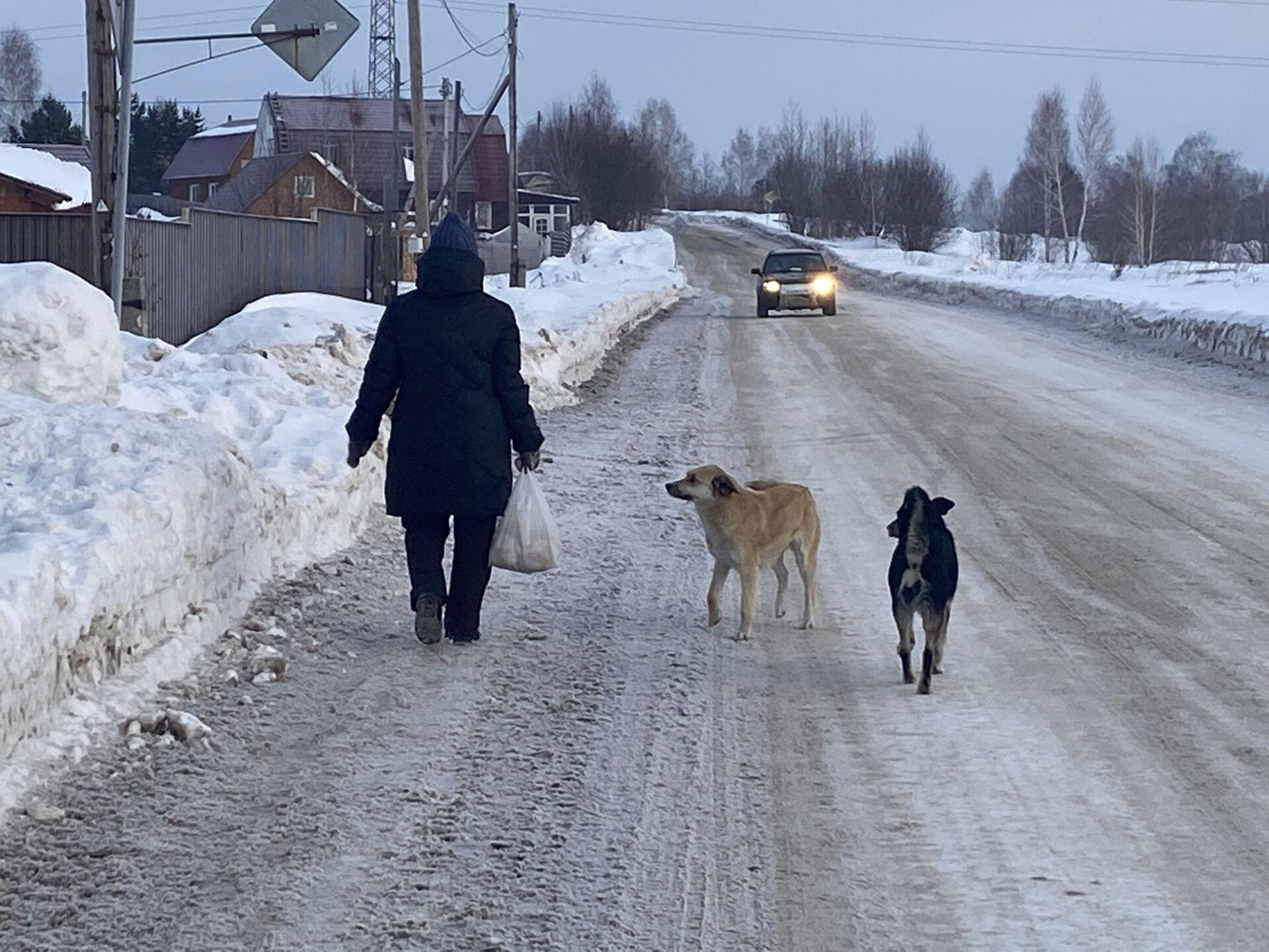 Он все в лес смотрит»: кормить или нет бездомных собак | 02.03.2023 | Томск  - БезФормата