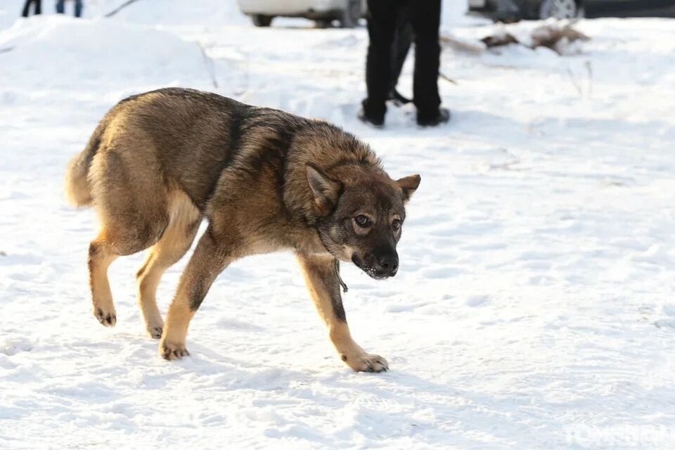 В Томске возбудили уголовное дело после нападения собак на ребенка на детской площадке