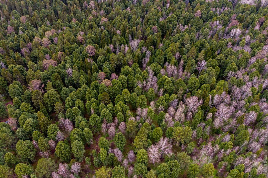 Рослесхоз: Томская область стала одной из худших в сохранении лесов