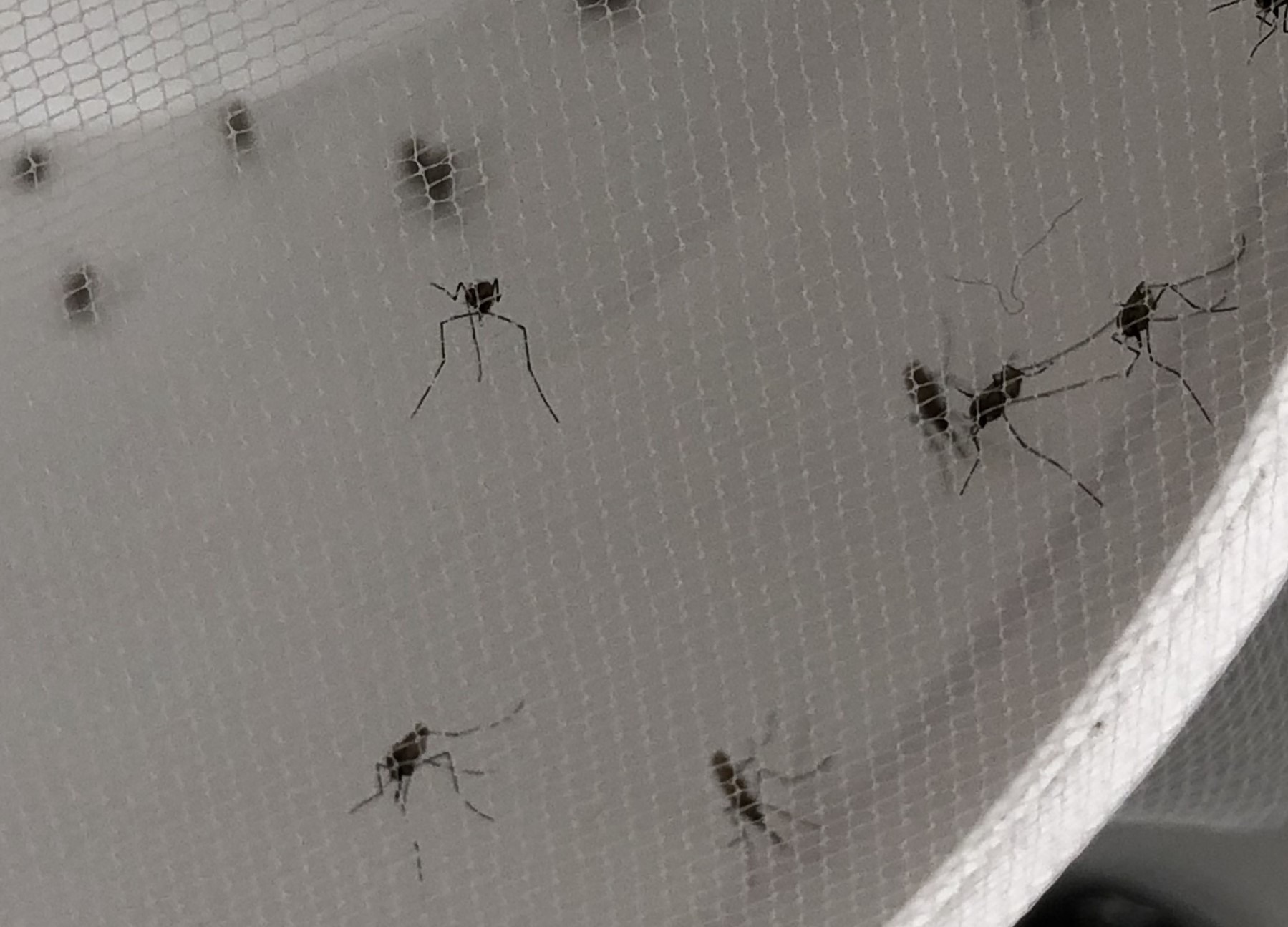 Томские ученые выяснили, что малярийные комары попали в Европу через Сибирь