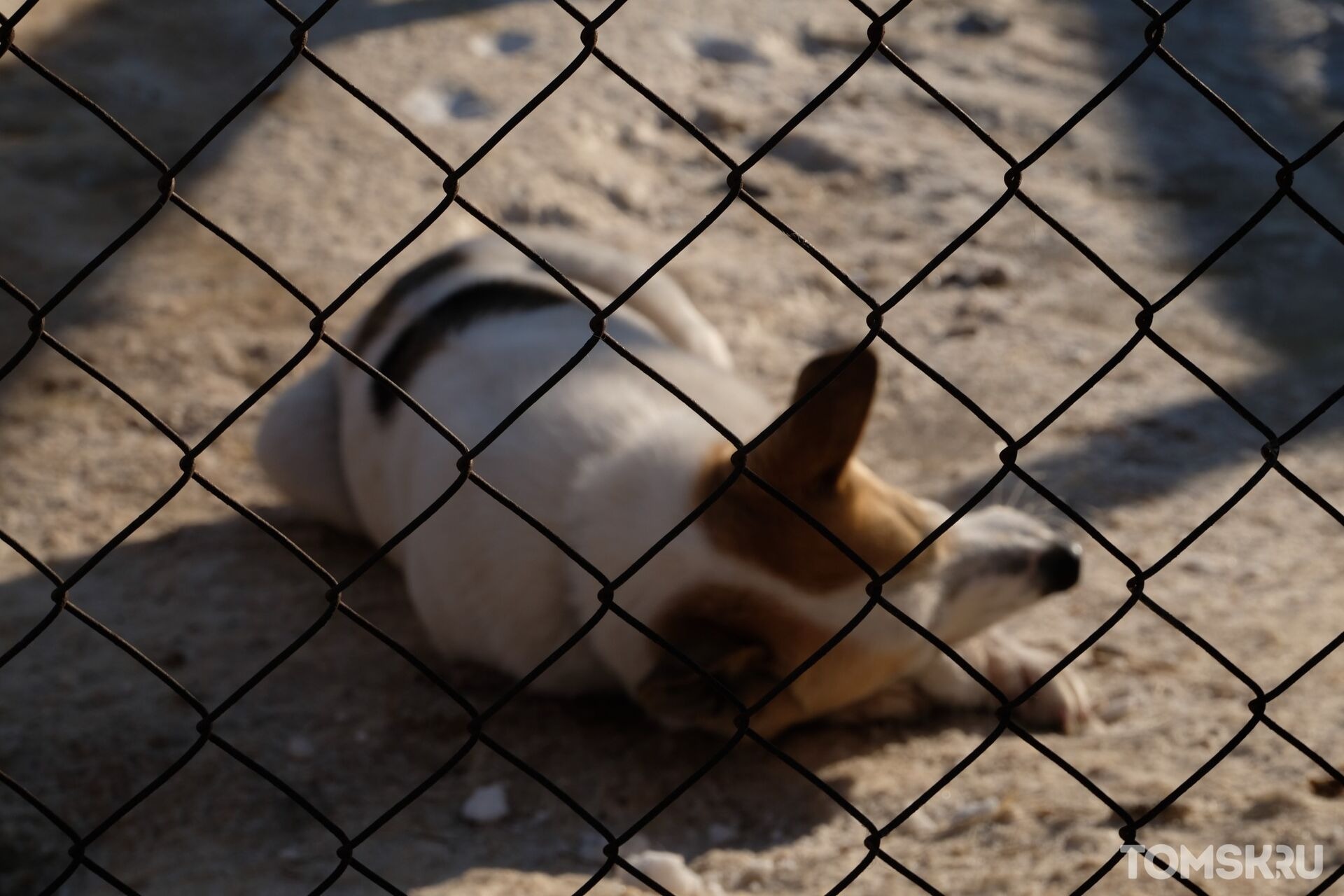 Мэрия Томска признала, что у нового подрядчика по отлову бездомных собак «есть очевидные недостатки»