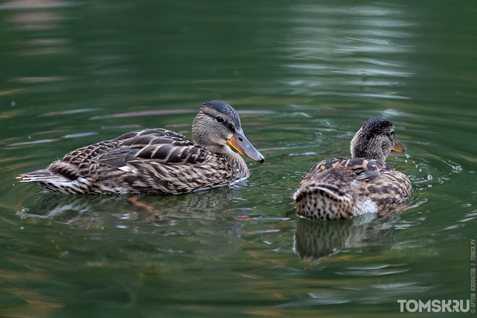  Томские эксперты предупредили о риске распространения гриппа птиц с началом весенней охоты в регионе