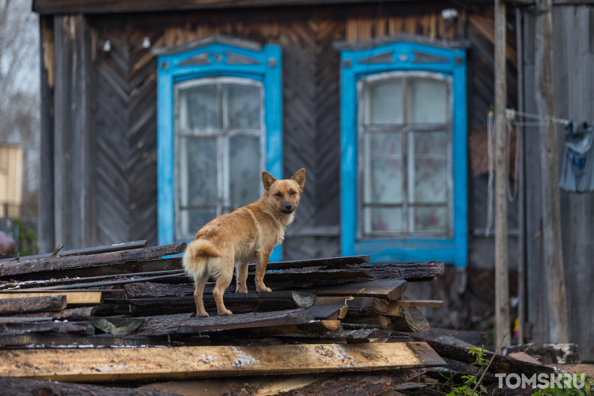Сибирякам запретили укрывать бездомных животных от отловщиков и контактировать с ними 