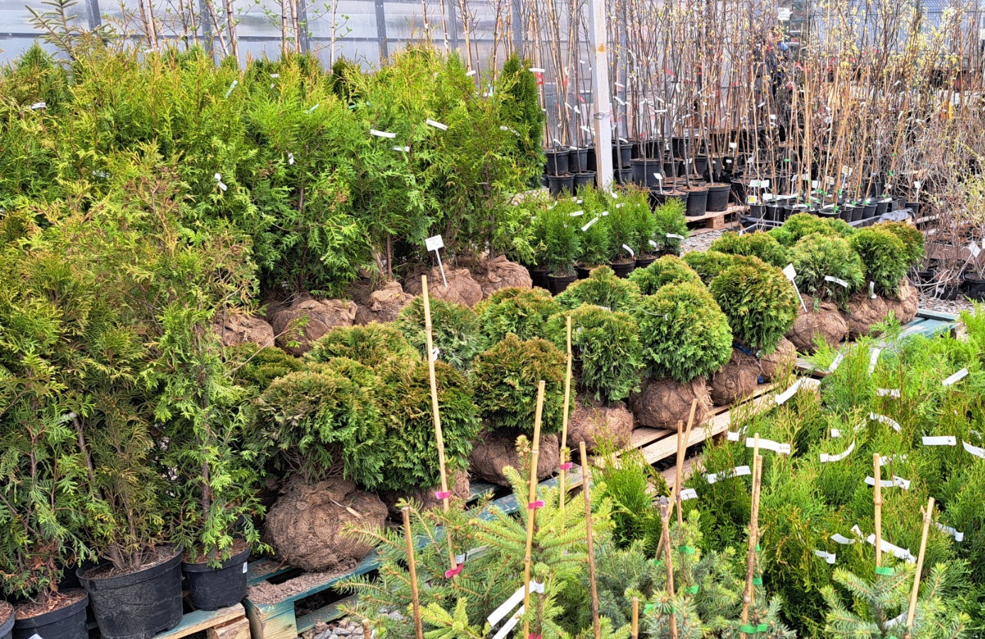 Саженцы и рассаду из лучших питомников томичи смогут купить в садовом супермаркете «Дача»