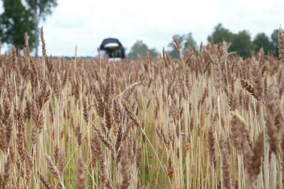 Томская область получит 36 млн от правительства РФ на поддержку производителей зерна