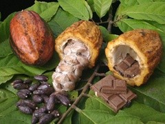 Ситуация на рынке какао продолжает развиваться по благоприятному сценарию. До заветной цели $3400 за тонну осталось $50.