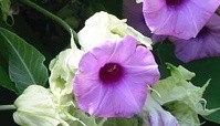 «Гавайская роза» – опасный цветок